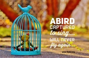 Bird in a cage